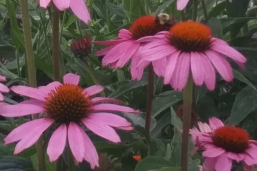 echinacea picture